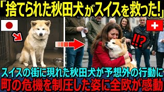 [Overseas Reactions] Is this dog a samurai?! An abandoned Akita dog saves Switzerland from cris...