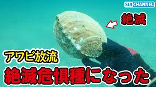 【悲報】アワビ絶滅危惧種になる。放流したアワビ7500匹の行方を真夜中に調査した結果…