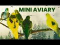 🦜MINI AVIARY OF BUDGIES🦜[HJDB Random Vids]