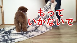 ささやかな抵抗をする犬【トイプードルのサラ】