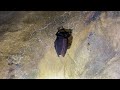 the last cave standing on the quantock hills