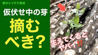 🍄椎茸栽培🪵仮伏せや本伏せ中にコレが出てくるとヤバい！？その① #Shorts