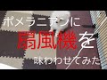 【tiktok】犬をスローモーションで撮ってみたw【ポメラニアンの子犬ベル】