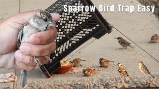 Sparrow trap - DIY Sparrow Bird Trap at home | How to Trap Sparrow | Homemade sparrow bird trapping