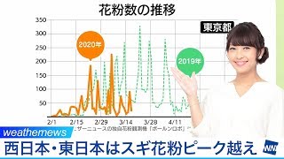 西日本・東日本はスギ花粉ピーク越え ヒノキ花粉シーズンへ ウェザーニュース