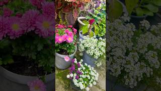 Natural colour Guldaudi flowers #winter blooming flowers garden #rooftop #youtubeshorts