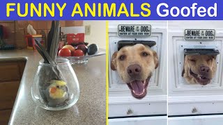 Times Animals Goofed Around And Ended Up Requiring Human Assistance | Happy And Fun