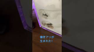 働きアリが生まれた！