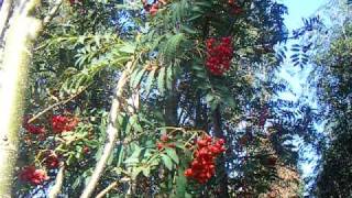 Sap Trees Sorbus auc Asplenifolia 18-20cm girth