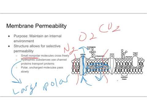 2.4 And 2.5 Membrane And Permeability - YouTube