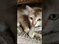 Cat baby video #short bec jam