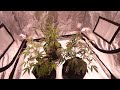 all of my gardens are now flowering update vlog robinhood and night owl genetics