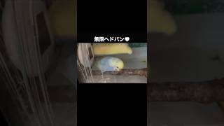 嬉しさを全身で表現するセキセイインコちくわ #2歳 【#shorts】