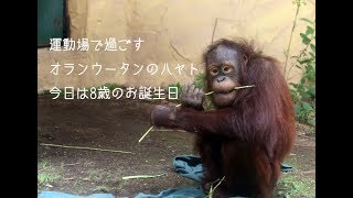 外の運動場で過ごすボルネオオランウータンのハヤト　今日で8歳