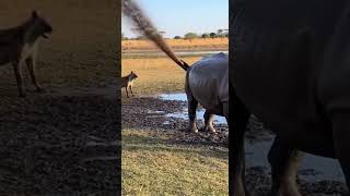 Hyena Picks the Wrong Target — Rhino’s Blast Sends It Flying