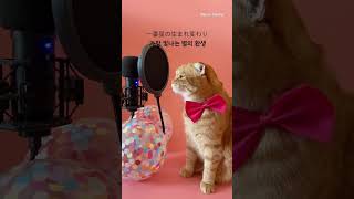 cat,s sings idol by yoasobi