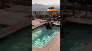 Black bear takes a soak in California hot tub