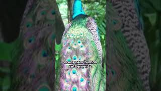 5 Fascinating Facts about the Green Peafowl