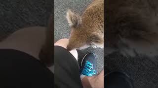 Koala Goes Into Electrical Store and Wanders Around the Different Aisles