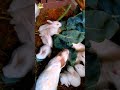 rabbit eating coppice leaves pat 2 video pets animals shorts viral video