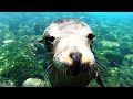 Playful sea lions are curious about swimmer's camera in  the Galapagos Islands