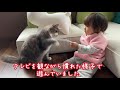 娘が持つ物に夢中になる猫　ノルウェージャンフォレストキャットa cat that is crazy about what daughter has. norwegian forest cat.