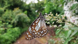 आमच्या शेतातील सहजीवन फुलपाखरे, पक्षी आणि माणसं