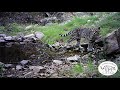 watch first publicly released trail video of rare arizona ocelot