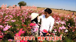 ที่นี่...ปลายนา ฟลาวเวอร์