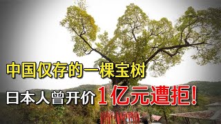 中国仅存的一颗宝树，距今已有200万年历史，日本人曾想花1亿买走