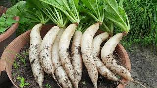 Cara menanam lobak putih dalam pasu / growing chinese radish in pot