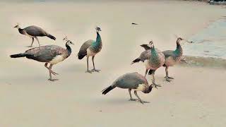 Young Peacock group meeting #peacock #birds #peacockdance #peacocks #matingrituals #mating