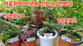 처음처럼야생화 #백자단 #립스틱도단 #칠변화국화 #백두산철쭉 #무늬사랑초