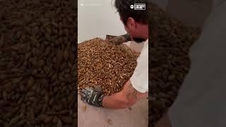 Pest control discovers thousands of acorns hoarded by woodpecker
