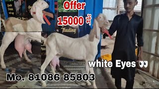 Offer 💥💥 Only 15000 में दूध वाली गुलाबी बकरी Masha Allah ❤️ #gulabibakri #goatbusiness