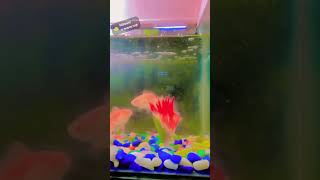 Finally Hamari Goldfish a chuki hai#video #fish#YouTube #Ateef #viral