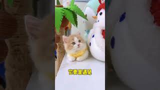 【獨生子的日常】矮脚猫看见好奇的事也太可爱了#小奶喵 #铲屎官的乐趣