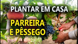 Parreiras e Pessegueiro cuidados no inicio da Primavera com Sergio Semerjdian