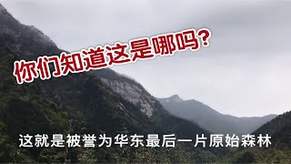 被誉为华东最后一片原始森林，你们知道是哪吗？带你们看一看