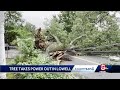 Massive tree tears down utility poles in Lowell