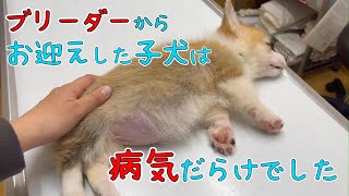 【ブリーダーから子犬お迎え】その子犬は病気だらけでした