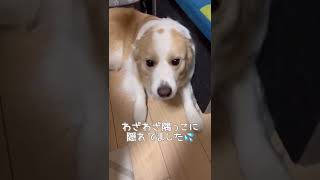 今日はお留守番と悟った犬がコチラ...哀愁漂いすぎじゃない!?【ボーダーコリー】#shorts