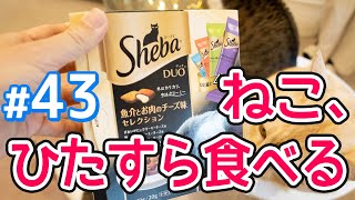 シーバDUO魚介とお肉のチーズ味セレクションの徹底レビュー！