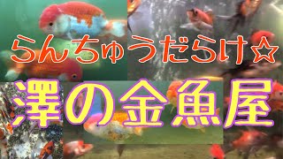 澤の金魚屋【浜松市の金魚屋】2020年3月