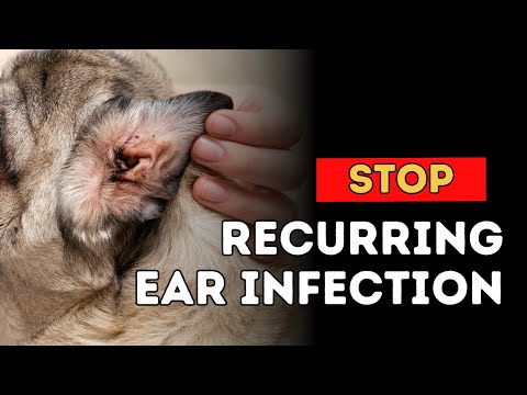 Stop Recurring Dog Ear Infections Stop Recurring Dog Ear Infections