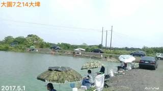 大園7之14福壽魚抓魚大埤（釣友魚獲鏡頭分享）2017.5.1勞動節連續假期