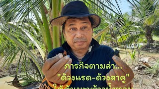 ล่าด้วงแรด-ด้วงสาคูในสวนมะพร้าวน้ำหอม ภัยร้ายของเกษตรกร