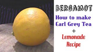 Fresh Bergamot Review + How to make Earl Grey Tea! - Weird Fruit Explorer