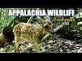 Appalachia Wildlife Video 24-26 of As The Ridge Turns in the Foothills of the Smoky Mountains