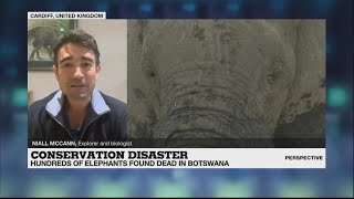 Mass death of elephants in Botswana: climate change is a 'threat amplifier'